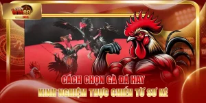 Cách Chọn Gà Đá Hay - Kinh Nghiệm Thực Chiến Từ Sư Kê