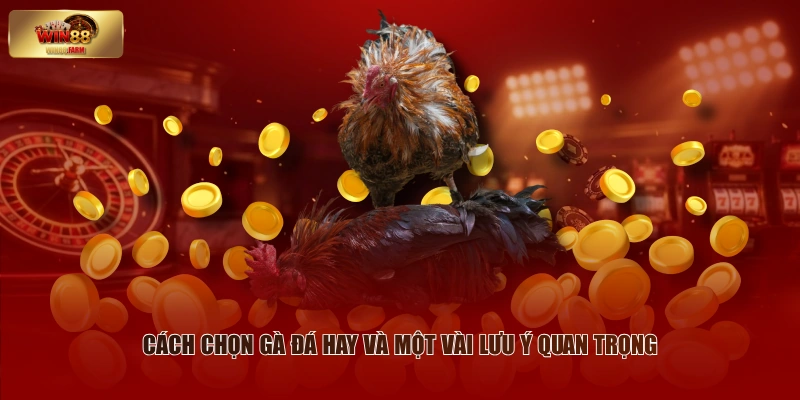 Cách Chọn Gà Đá Hay - Kinh Nghiệm Thực Chiến Từ Sư Kê 3 Cách chọn gà đá hay và một vài lưu ý quan trọng