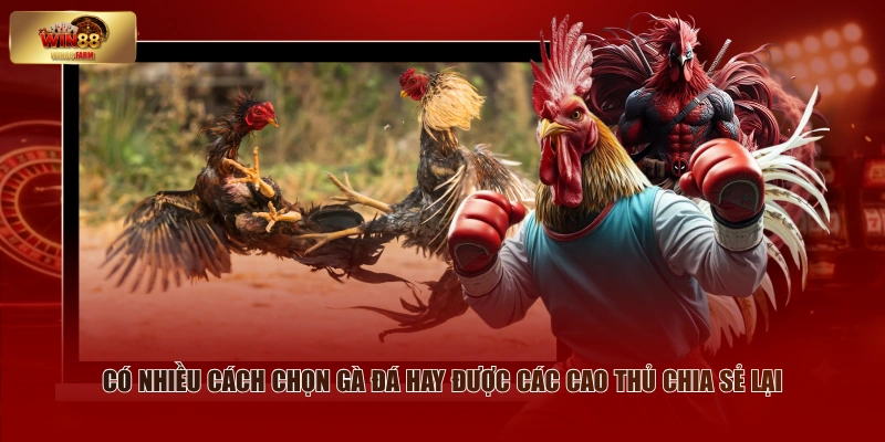 Cách Chọn Gà Đá Hay - Kinh Nghiệm Thực Chiến Từ Sư Kê 1 Có nhiều cách chọn gà đá hay được các cao thủ chia sẻ lại
