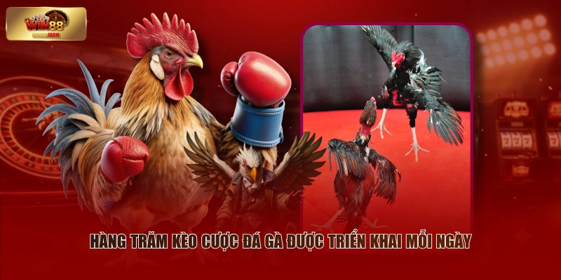 Hàng trăm kèo cược đá gà được triển khai mỗi ngày