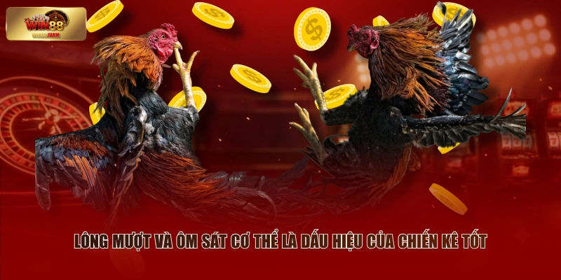 Cách Chọn Gà Đá Hay - Kinh Nghiệm Thực Chiến Từ Sư Kê 2 Lông mượt và ôm sát cơ thể là dấu hiệu của chiến kê tốt
