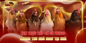 Xem Trực Tiếp Đá Gà WIN88 - Thomo Thu Nhỏ Ngay Tại Nhà